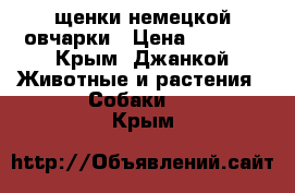 щенки немецкой овчарки › Цена ­ 3 000 - Крым, Джанкой Животные и растения » Собаки   . Крым